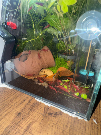 Red cherry shrimp medium-high grade