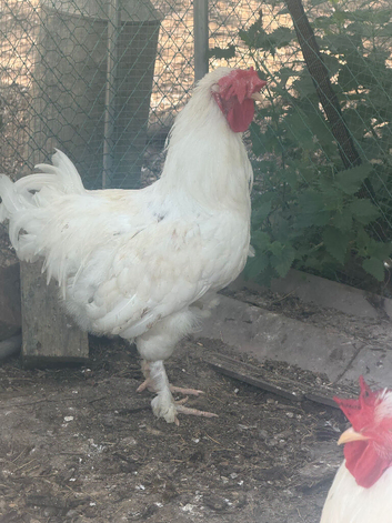 Large White Feather-Legged Cockerel &ndash; Healthy & Beautiful