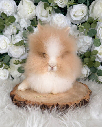 Double Mane Lionheads Boys & Girls - Ready Now