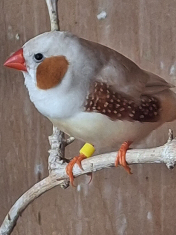 Zebra Finches