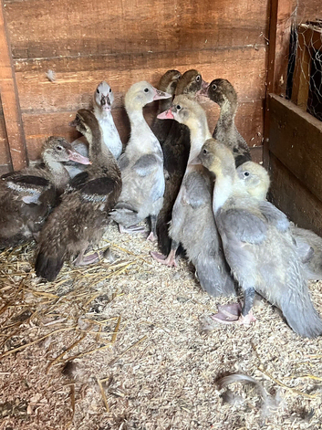 Lavender Pied and Solid Chocolate Muscovy females