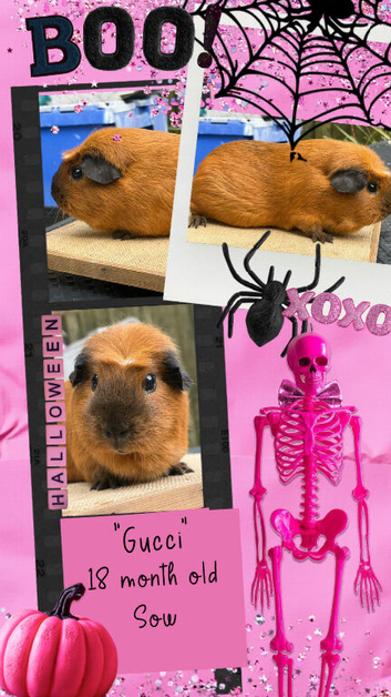 Beautiful retired breeding young adult sows