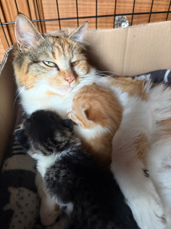 Norwegian x long haired kittens