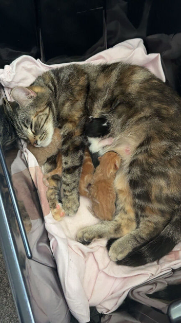 Adorable Kittens Ready for Loving Homes