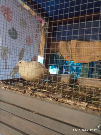 Quails - Jumbo English Whites Females (3 available) &pound;25 laying large eggs daily they are pure white colour