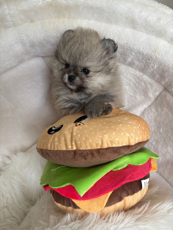 Exceptional tiny kc Pomeranian puppies. Male & female stunning!