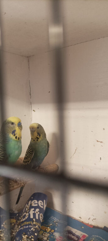 Budgies - Breeding Pair