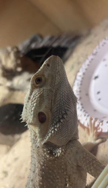 bearded dragon for sale