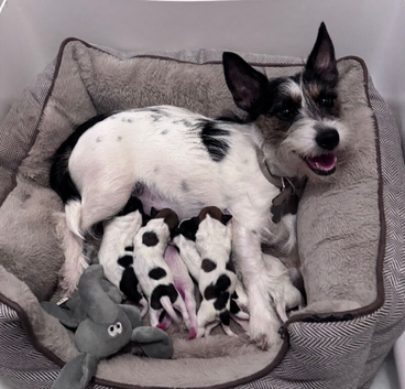 Gorgeous little Jack Russel puppies