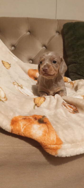 2 miniature dachshund pups