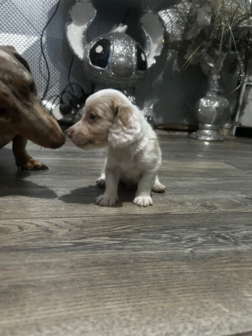 Cream Miniature dachshund puppy