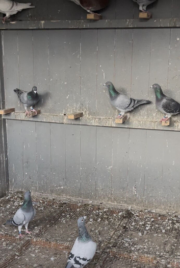 I have. Same Racers pigeons for sale