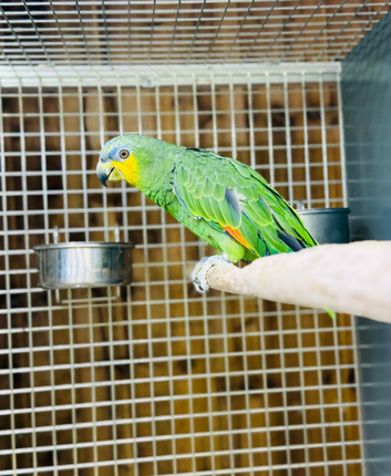 Baby Amazon talking parrot