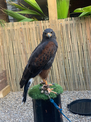 Female Harris hawk