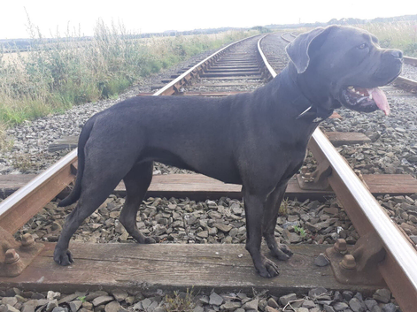 Cane corso