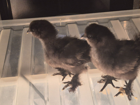 Silkie chicks