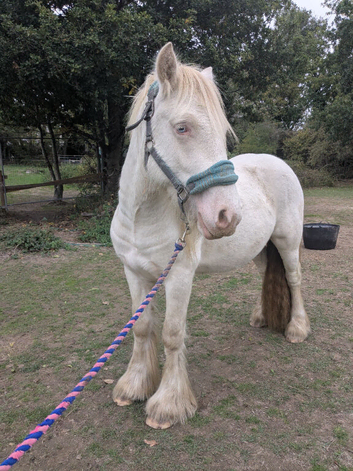 Cremello hermits bred colt