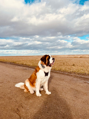 KC Reg. Saint Bernard Puppies