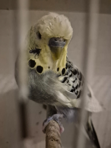 Adult Budgies