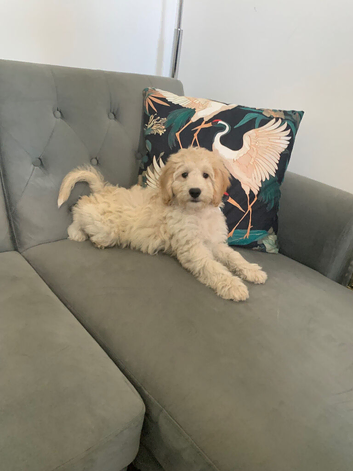 Gorgeous champagne boy Cockapoo puppy