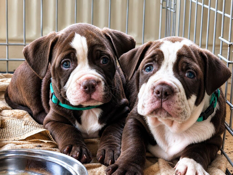 Pocket bully x Staffordshire bull terrier