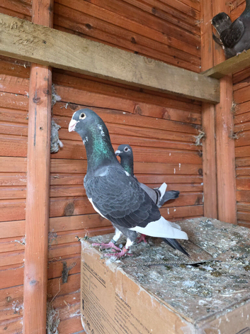 Racing Male Peagon