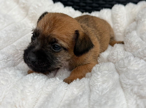 Border Terrier x Jack Russell Puppy&rsquo;s