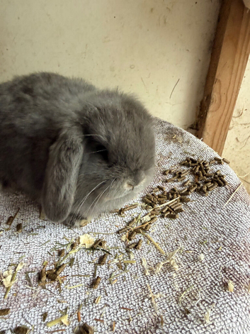 Holland lops