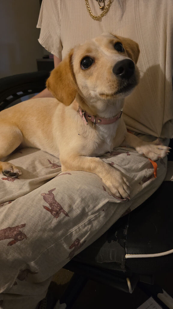 Pup