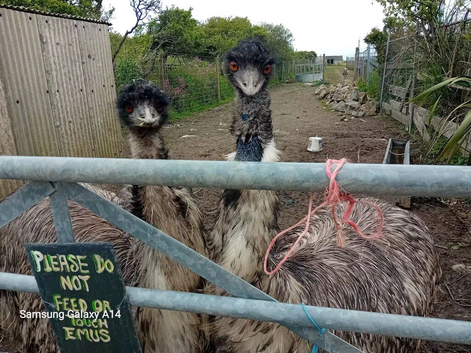 Emus