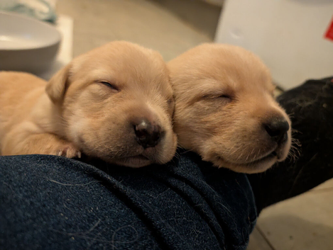 7 gorgeous lab pups ready in July