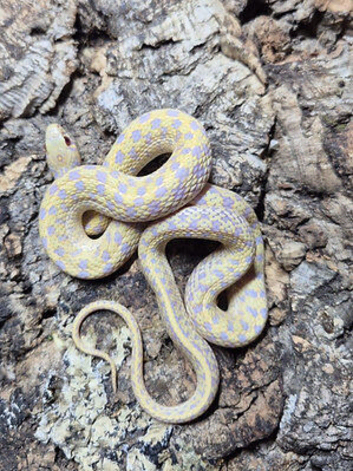 Albino Chequered Garter Snake at Birmingham Reptiles