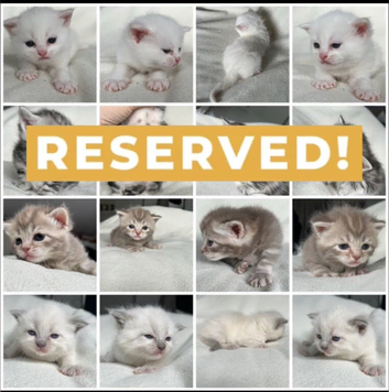 Adorable Norwegian forest kittens