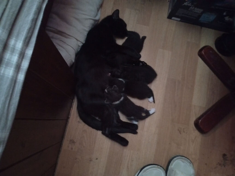 4 kittens for sale
