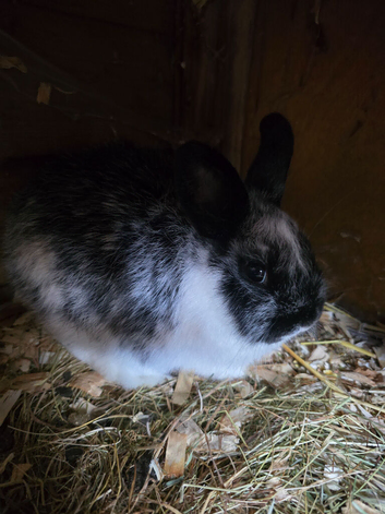 13 week old netherland dwarf buck