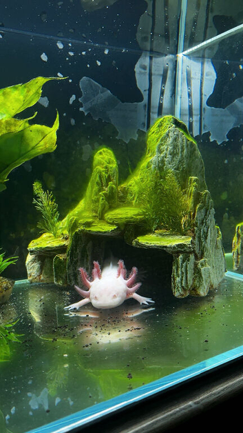 2 axolotl and full set up