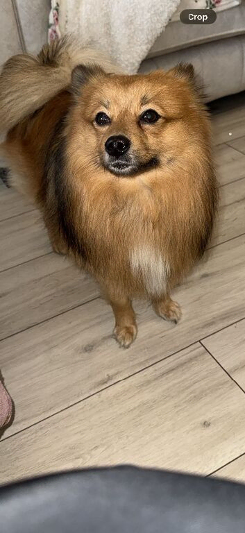 Pom/Spitz for sale (male)