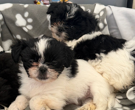 Shihtzu x Llapso