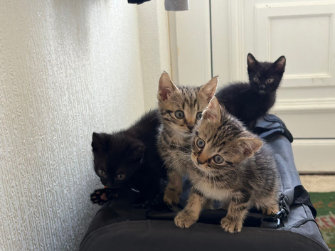 4 male kittens ready to leave now