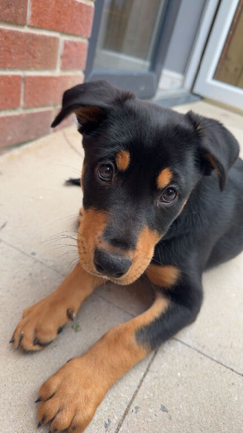 14 week old kelpie x collie puppy
