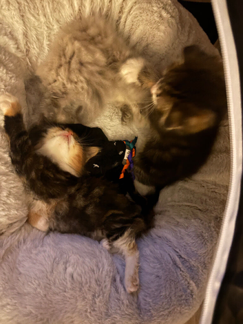 Scottish fold & ragdoll mix