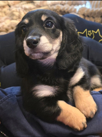 Stunning black and cream kc registered longcoat mini dachshund