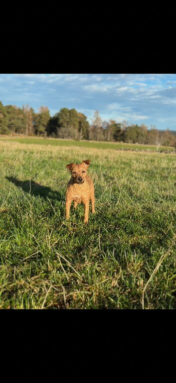 Patterdale puppies