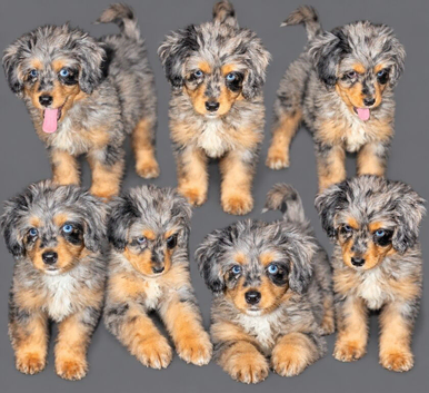 Miniature bernadoodle girl