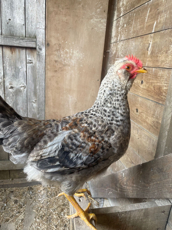 Lovely 3 month old cockerel for sale