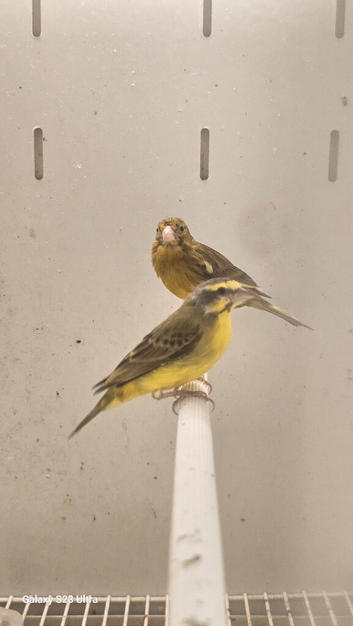 Green singer finch