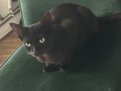 Skye (Korat Mix)