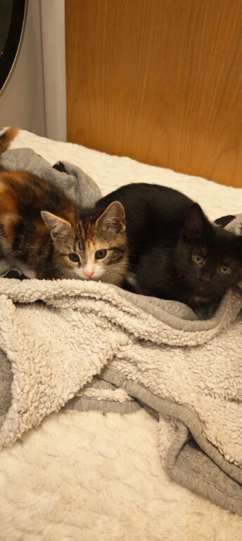 Two adventurous felines
