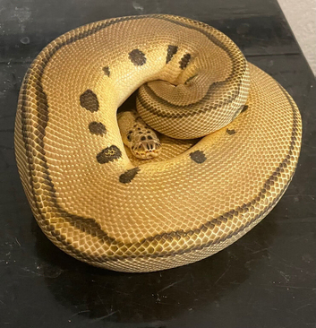 Royal pythons