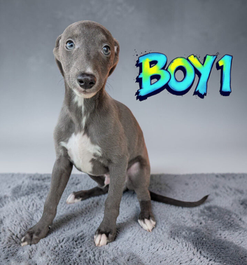 Beautiful blue whippet puppies